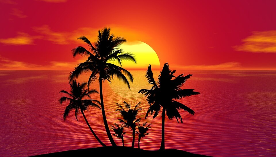 development, success, leadership, tropical destination, vaction, palm trees, sunset